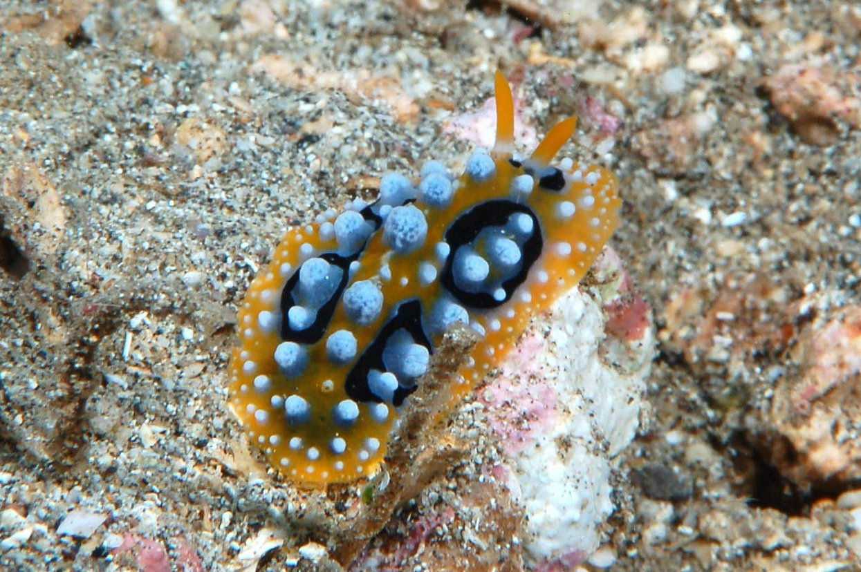 Phyllidia ocellata